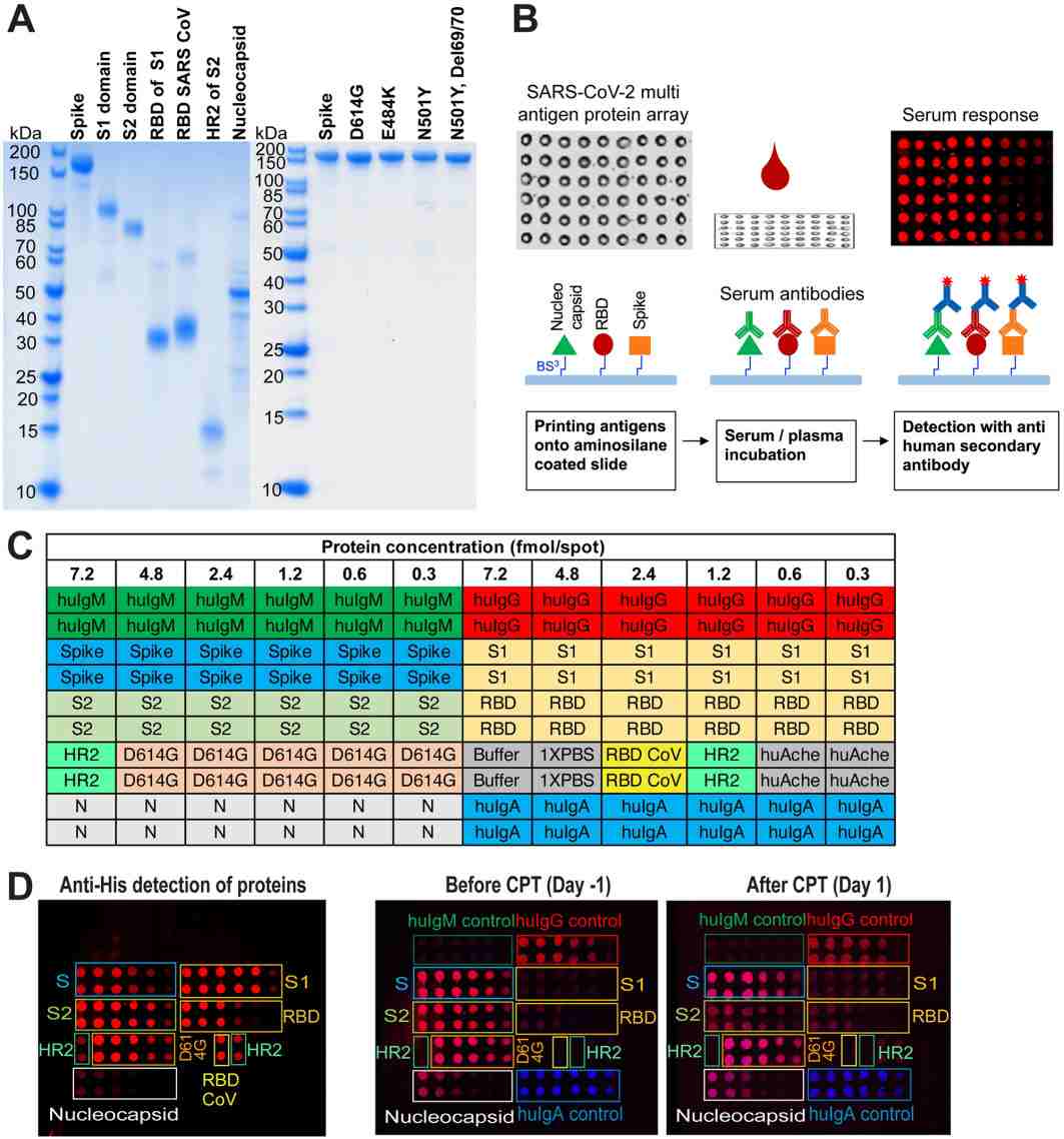 Production and processing for SARS-CoV-2 multi-antigen protein array.