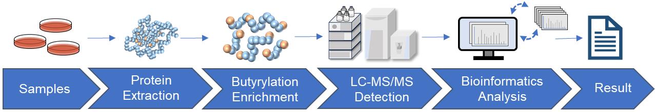 Fig.2 Butyrylation analysis workflow