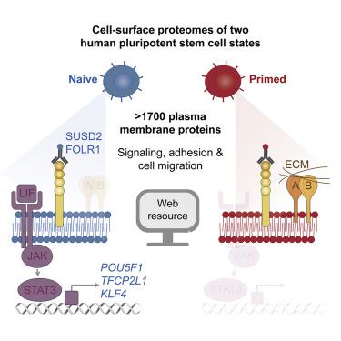 Fig.1 Schematic of cell surface proteomics