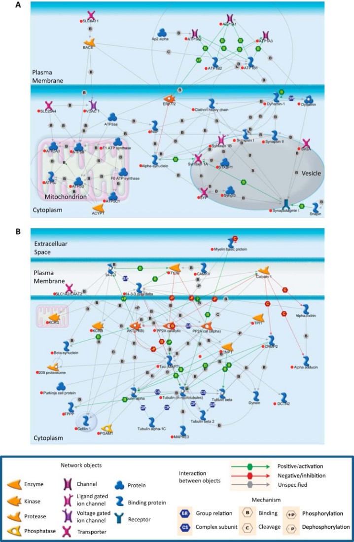 Ingenuity pathway analysis identifies two networks for the Tau-interacting proteins.