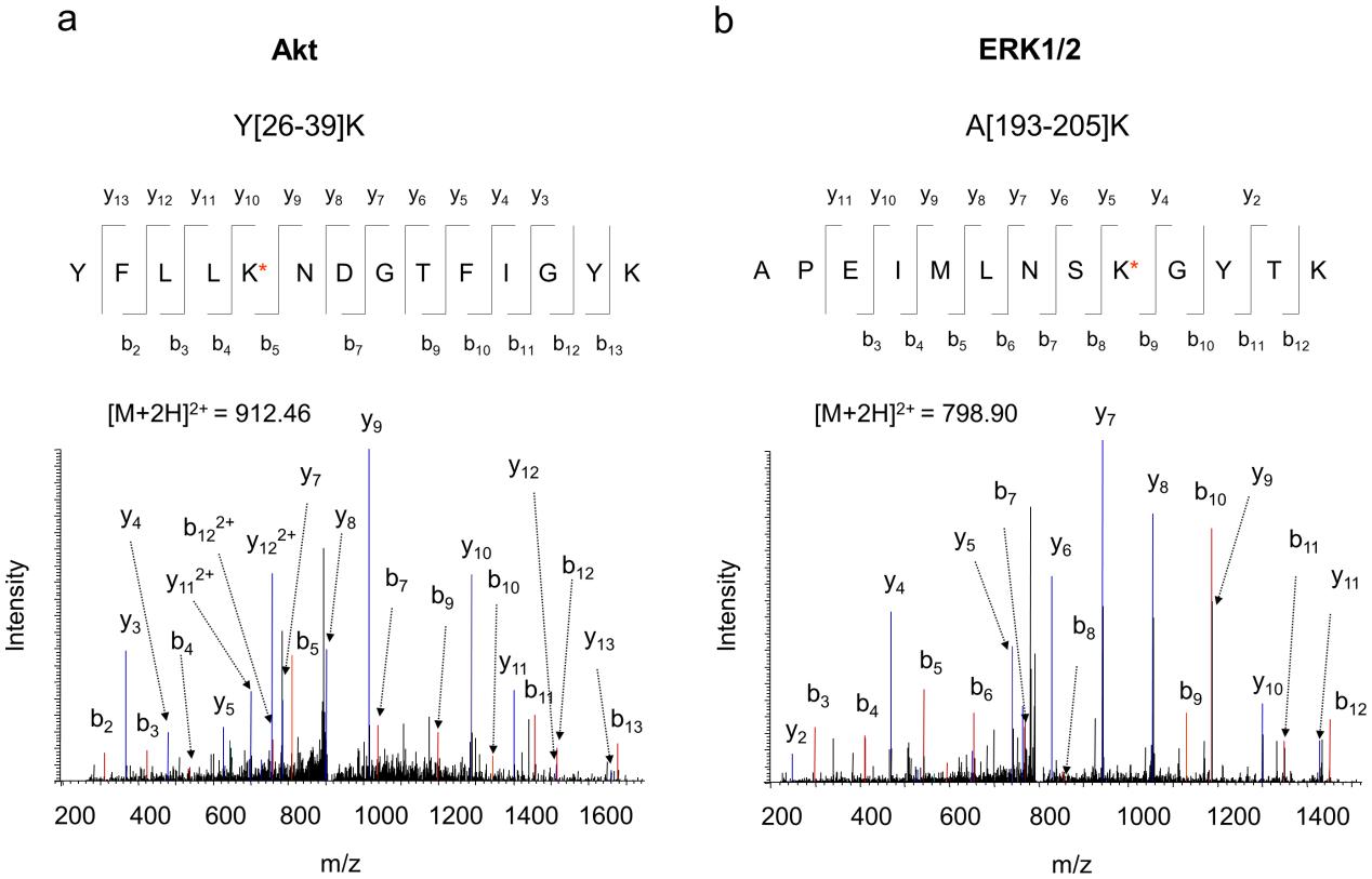 Representative MS/MS spectra of Akt and ERK1/2 peptides obtained from the co-IP complex.