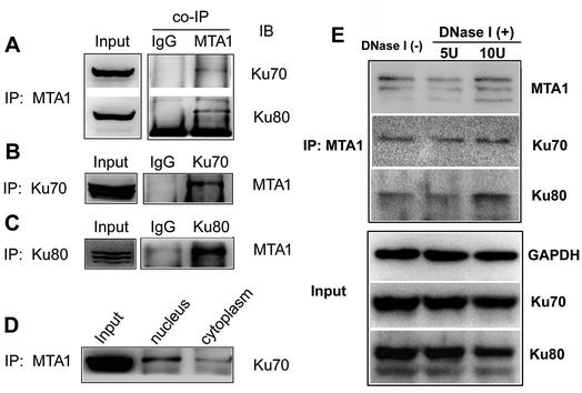 Co-IP analyses on the interaction between MTA1 and Ku70/Ku80.