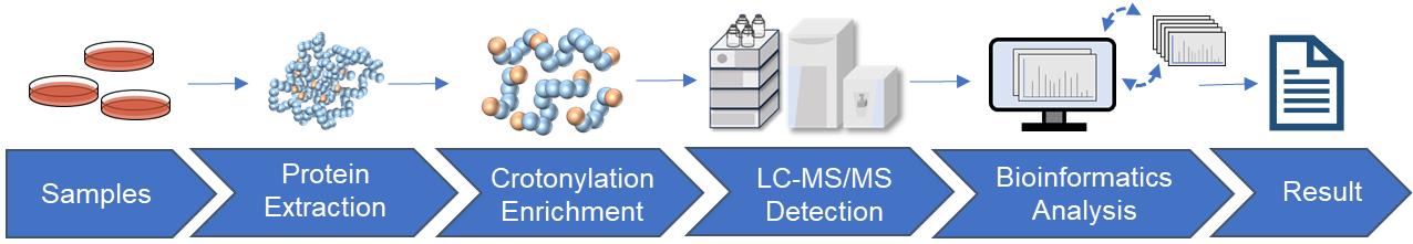 Fig.2 Crotonylation analysis workflow