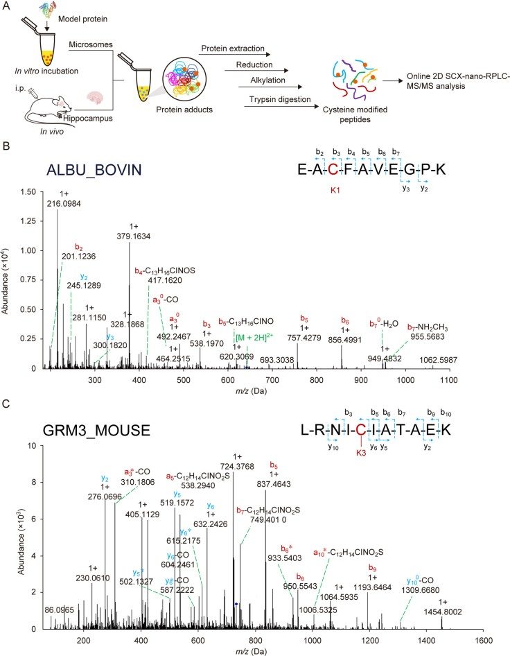 Proteomic strategy and identification of protein.