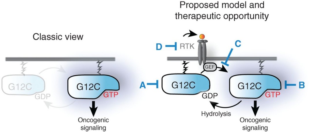 Schematic models for the maintenance and modulation of active mutant KRAS levels. 