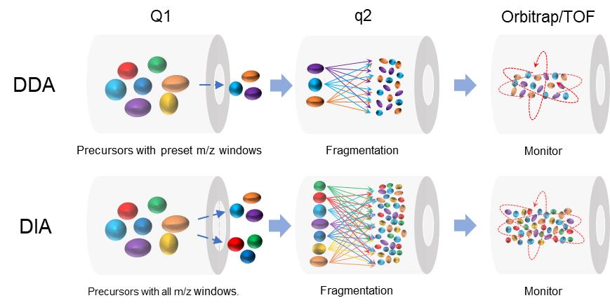 Schematic of DDA and DIA proteomics