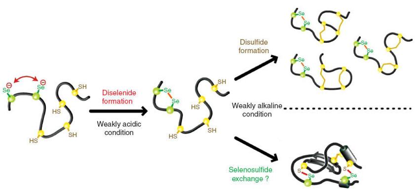 Fig.1 Schematic of disulfide bonds