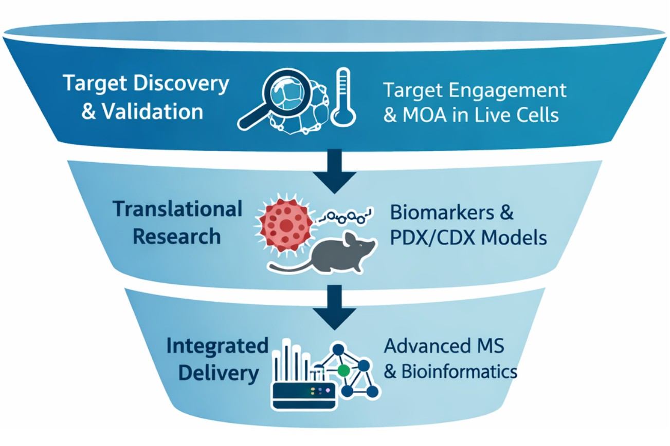 Creative Proteomics' workflow of drug discovery and translational proteomics.