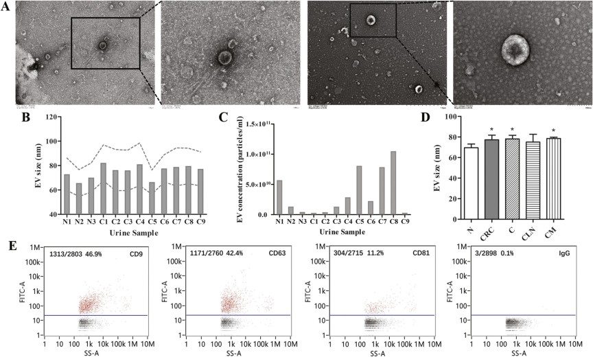 The characterization of EVs.