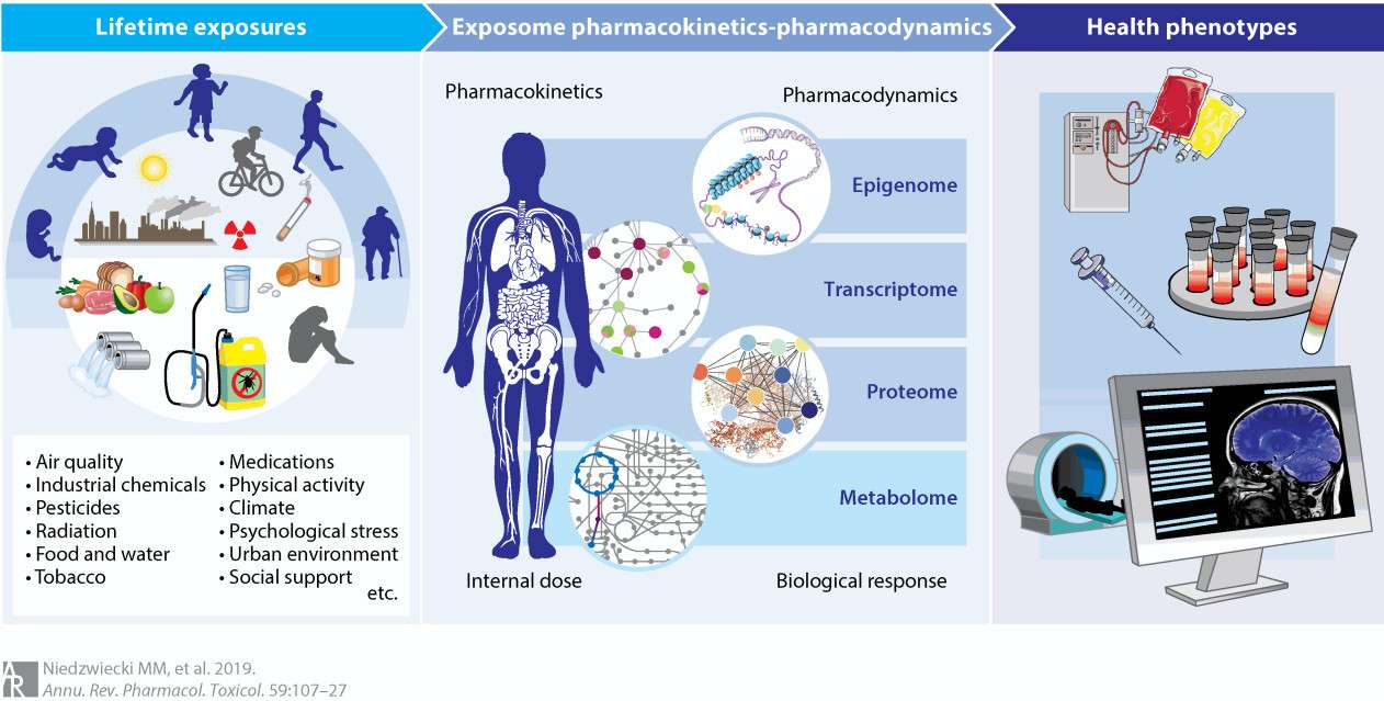The exposome is an analytical framework that links exposures to outcomes.
