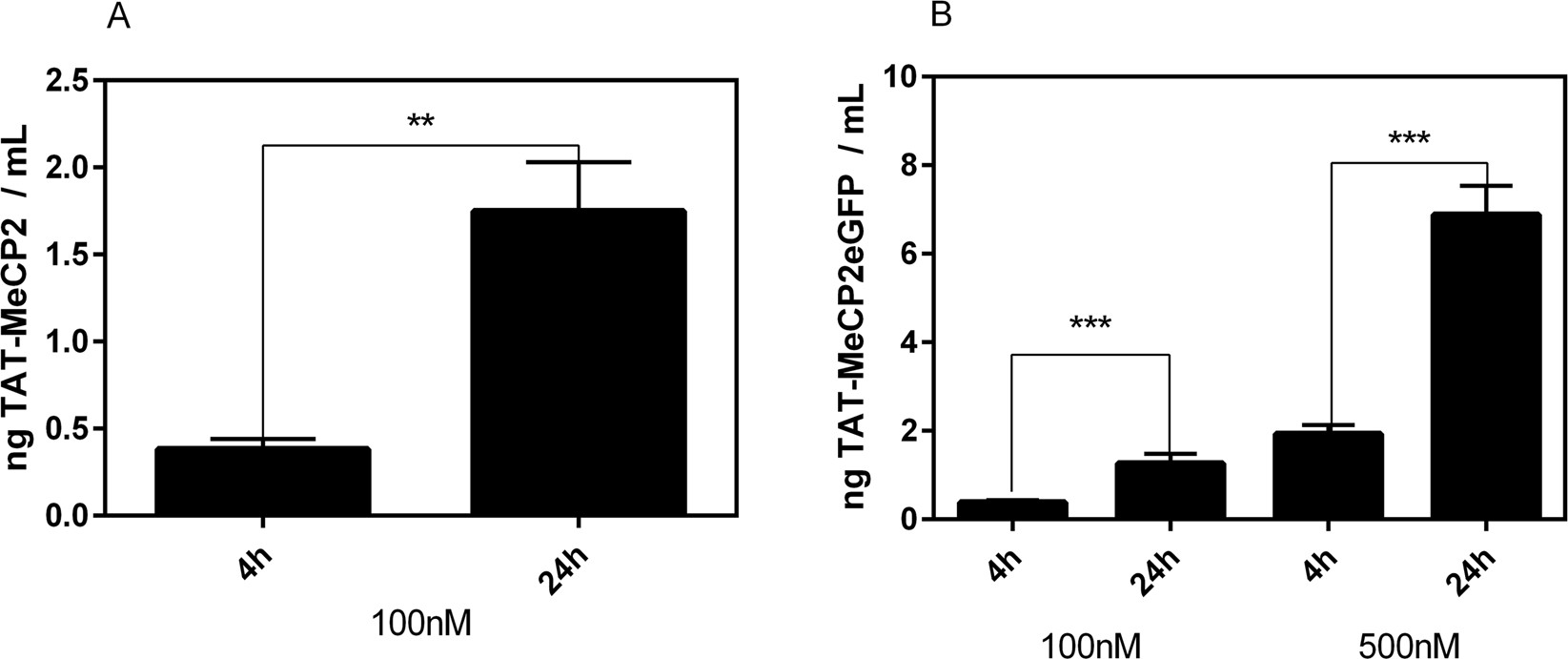 Transport of TAT-MeCP2 and TAT-MeCP2-eGFP across a BBB model.