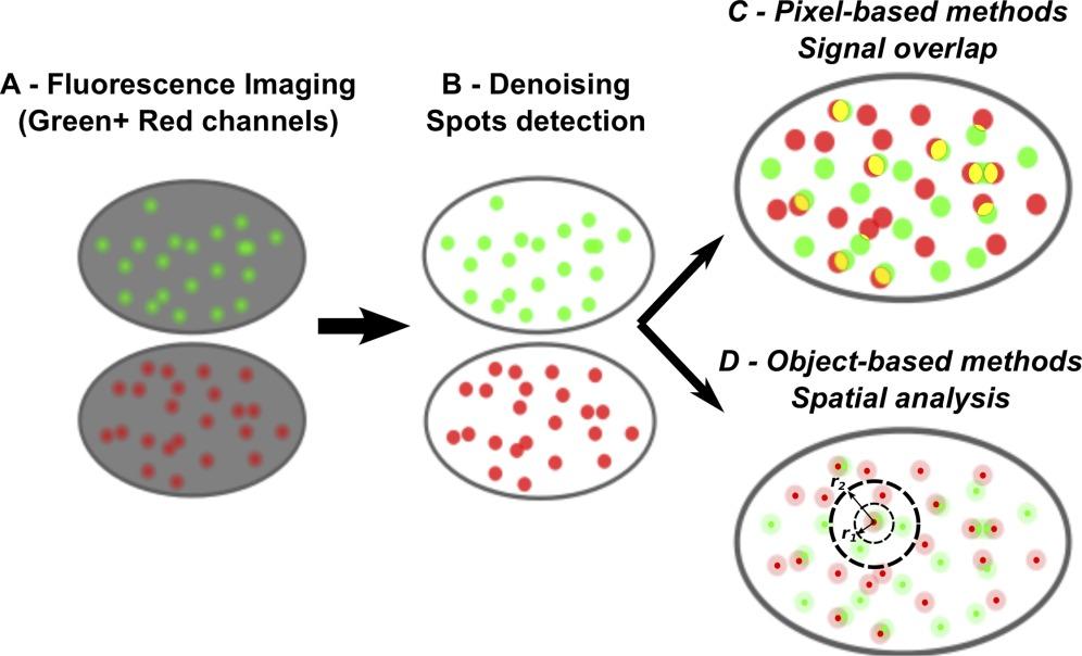 Fluorescence colocalization analysis principles. (Thibault Lagache, et al., 2015)