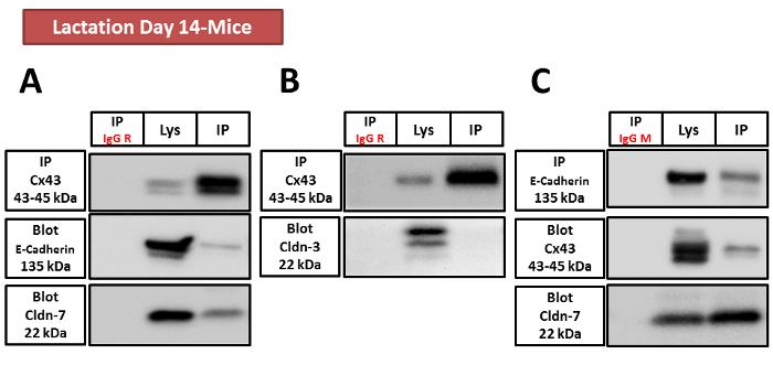 Results of co-immunoprecipitation.