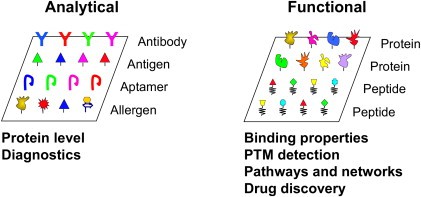 Classification of protein microarrays.