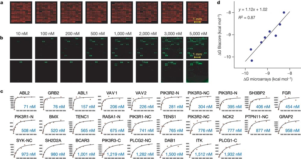 Measuring the binding affinity using protein microarrays
