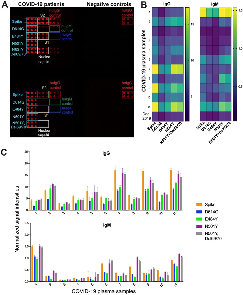 Antibody responses to S variants with single and double mutations.