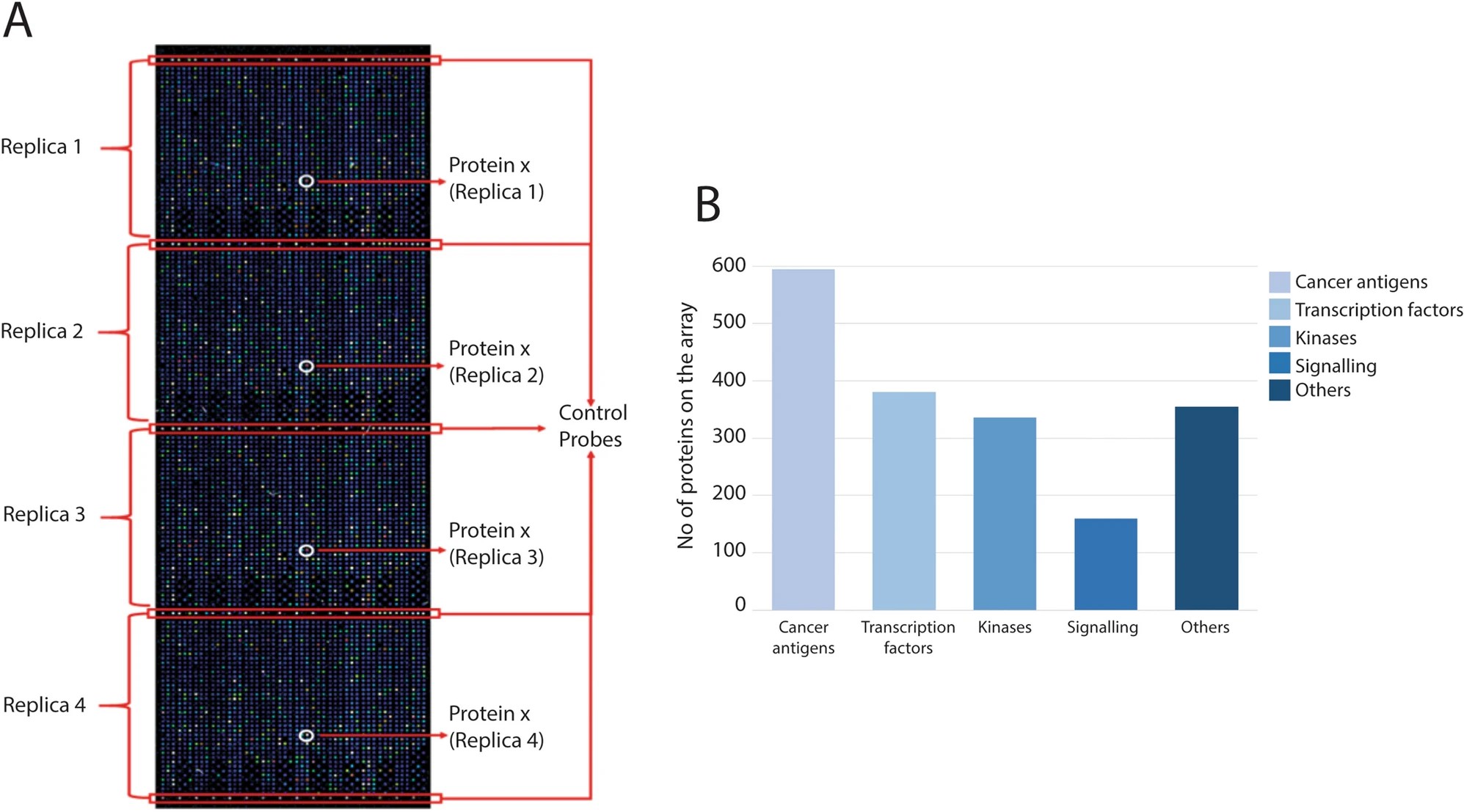 Categories on the protein microarray.