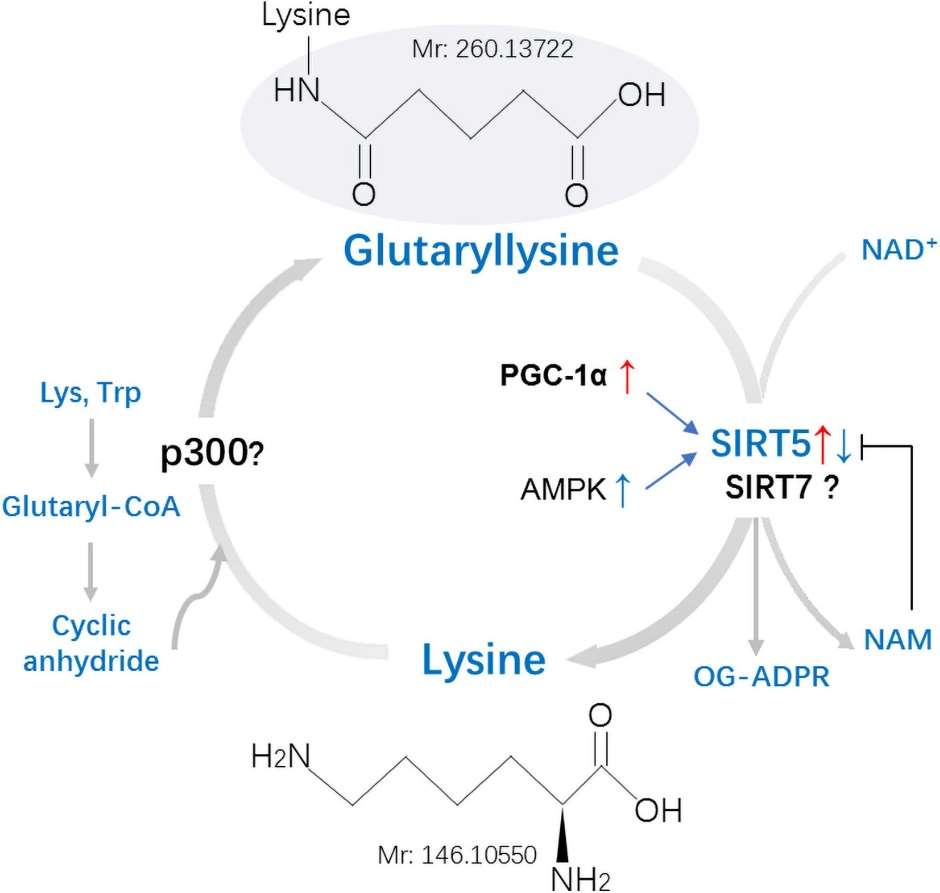 Fig.1 Schematic of glutarylation