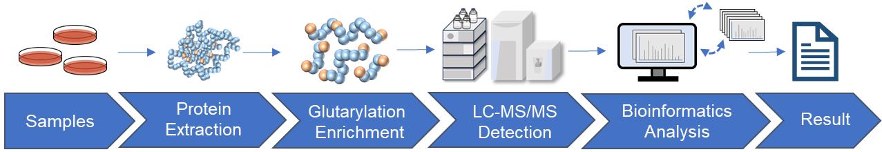 Fig.2 Glutarylation analysis workflow