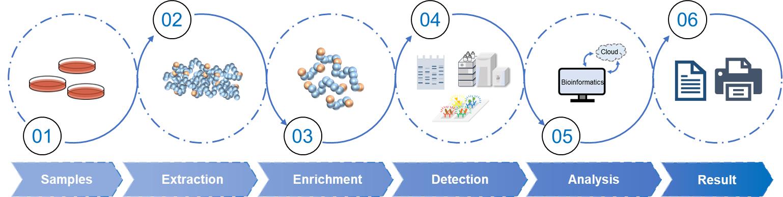 Fig.2 Glycosylation analysis workflow