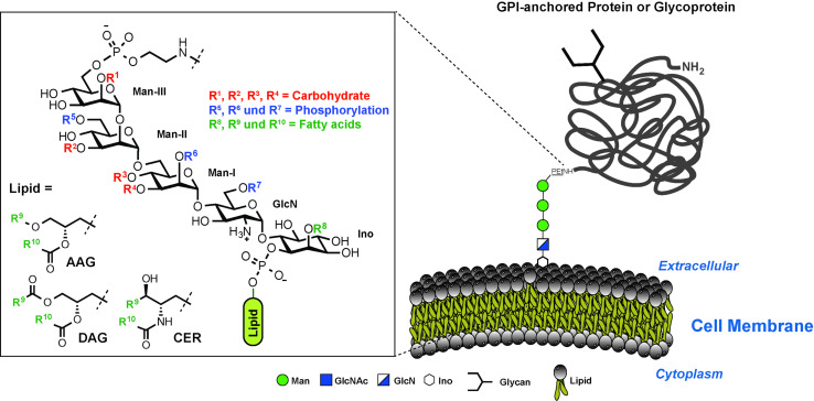 Fig.1 Schematic of GPI-anchored protein