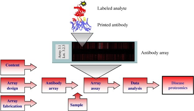 Schematic illustration of processing of the protein microarray.