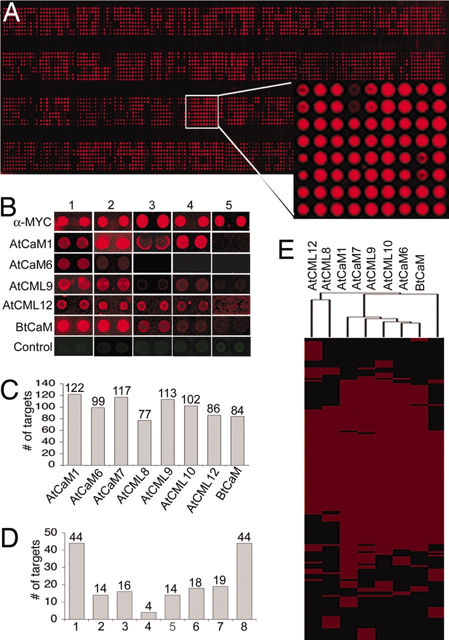 Results of the putative CaM/CML substrates on the protein microarrays