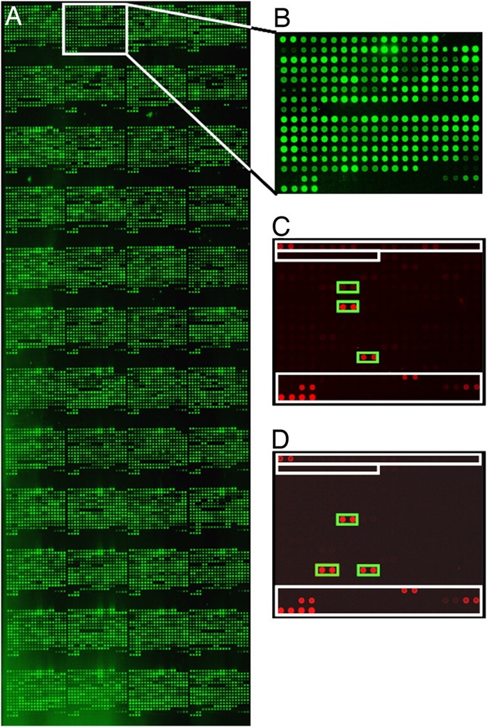 Identification of targeted protein antigens and tumor-associated autoantibodies.