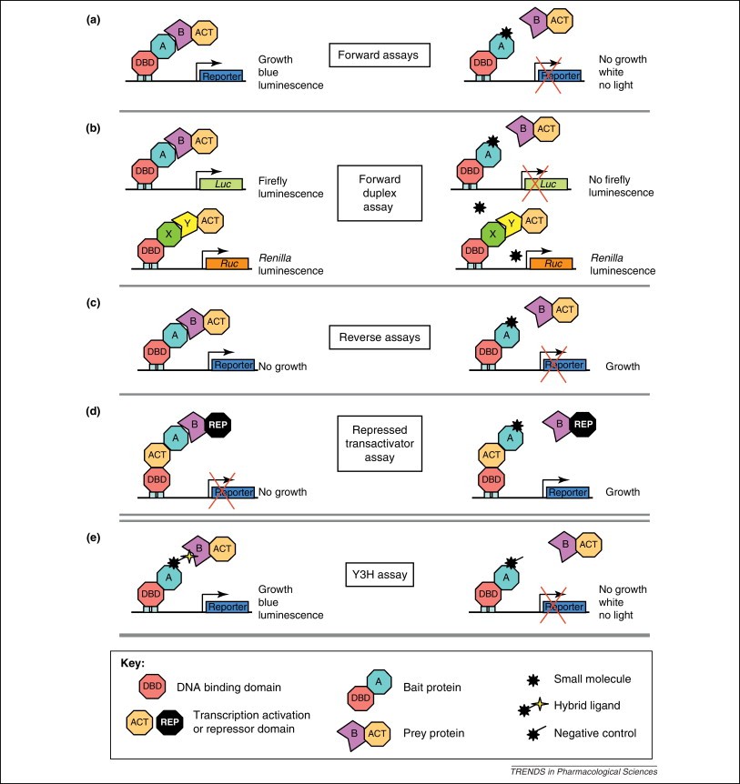 Y2H methods detect PPIs or protein-small-molecule interactions.
