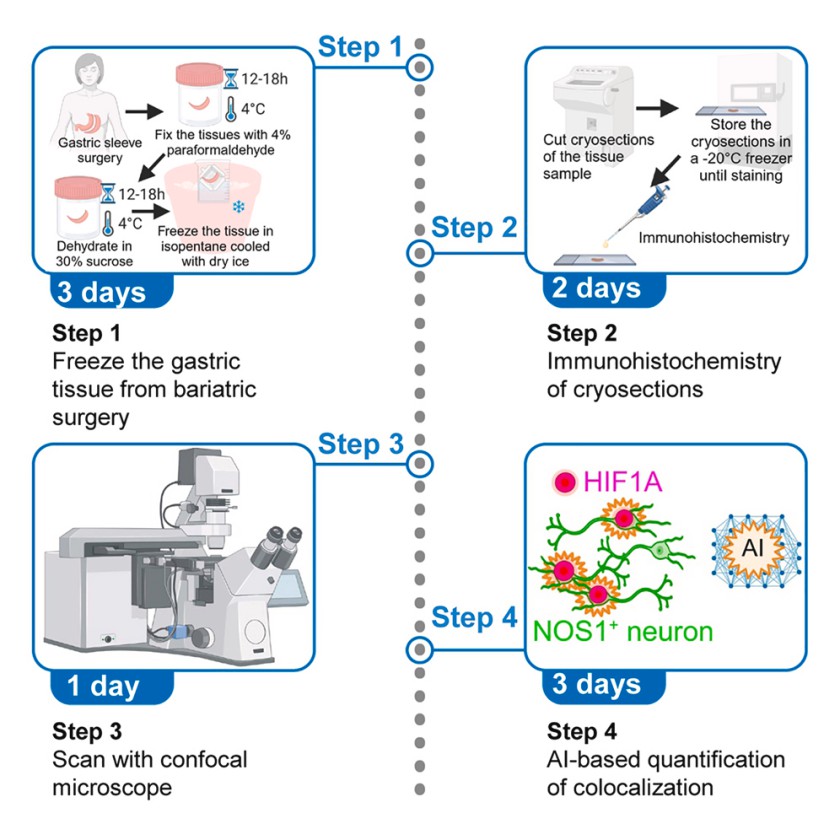 Protocol for AI-supported immunofluorescence colocalization analysis.