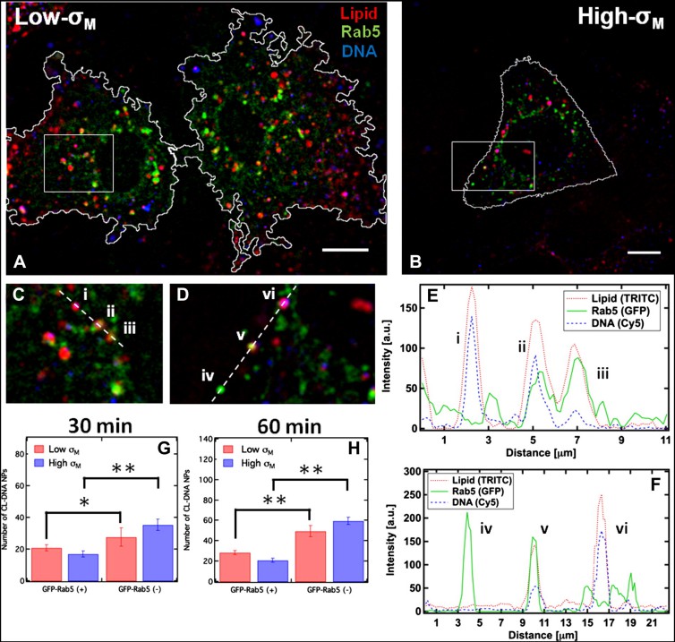 Colocaliztion of CL-DNA NPs with Rab5-GFP-labeled endosomes.