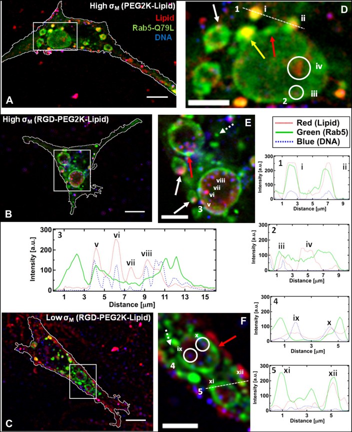 Colocalization of CL-DNA NPs and GEEs.