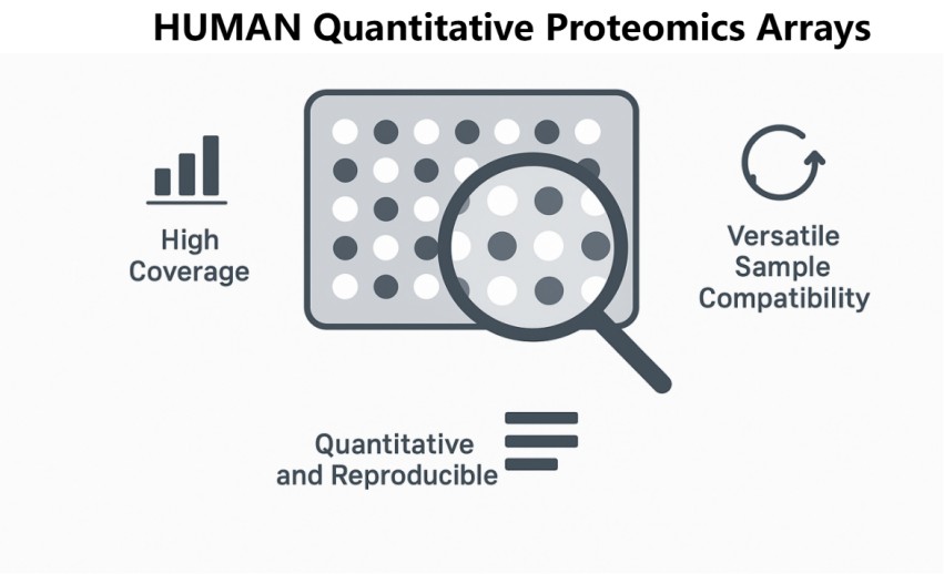 Creative Proteomics' HUMAN quantitative proteomics arrays.