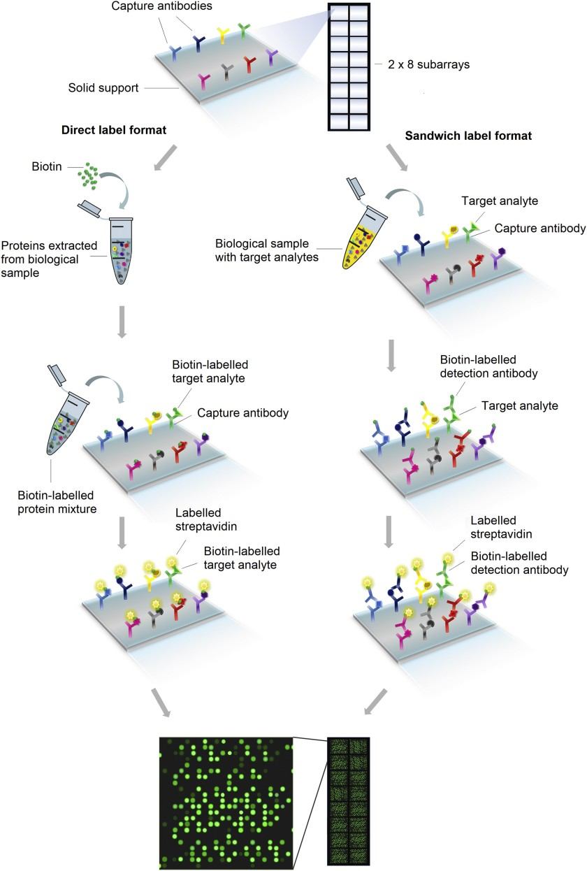 Workflow of proteomics microarray analysis.