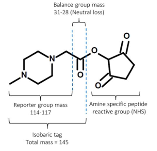 Fig. 1. Structure of iTRAQ tag.