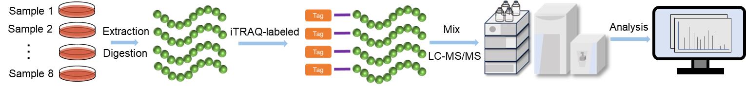 Fig. 2. iTRAQ-based proteomics workflow