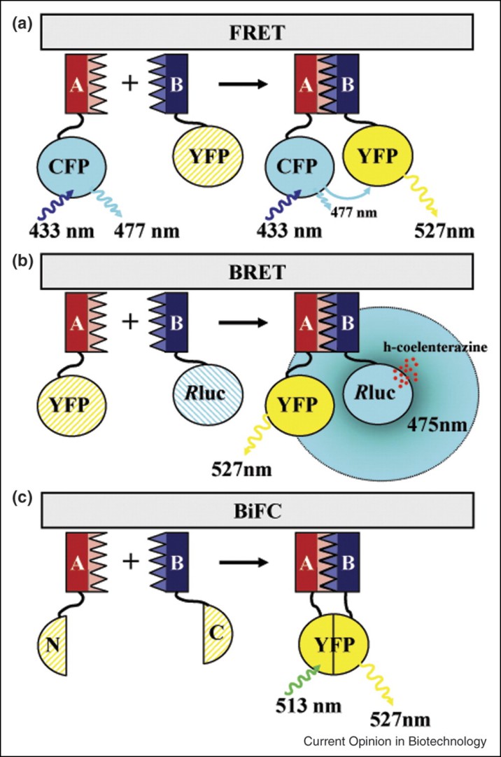 Fluorescence-based methods in the study of PPIs.