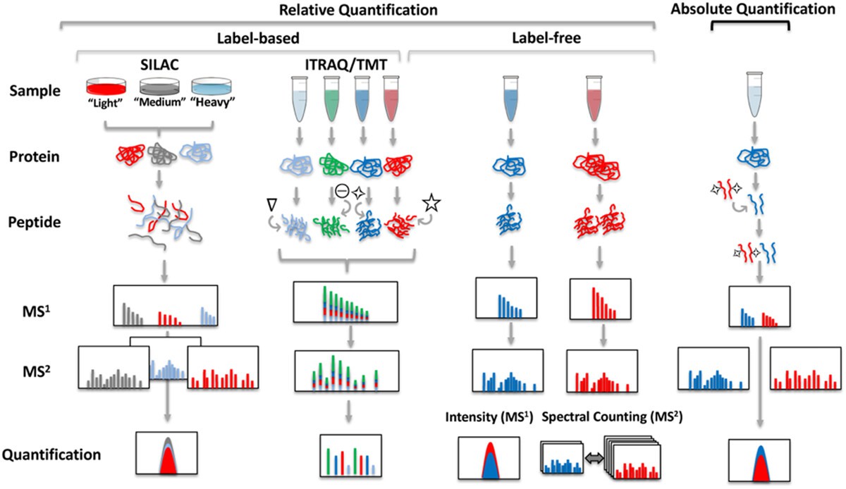 Comparison of different quantitative proteomic strategies.