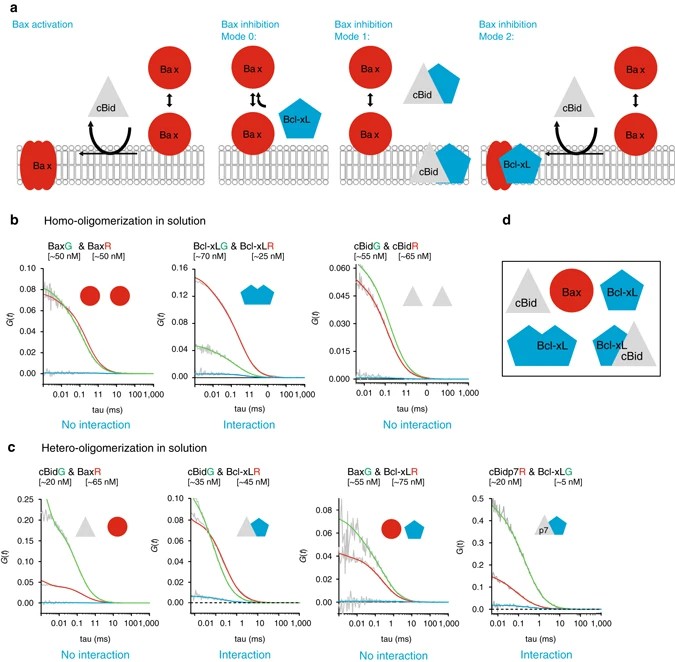 Analysis of interactions between cBid, Bax, and Bcl-xL.