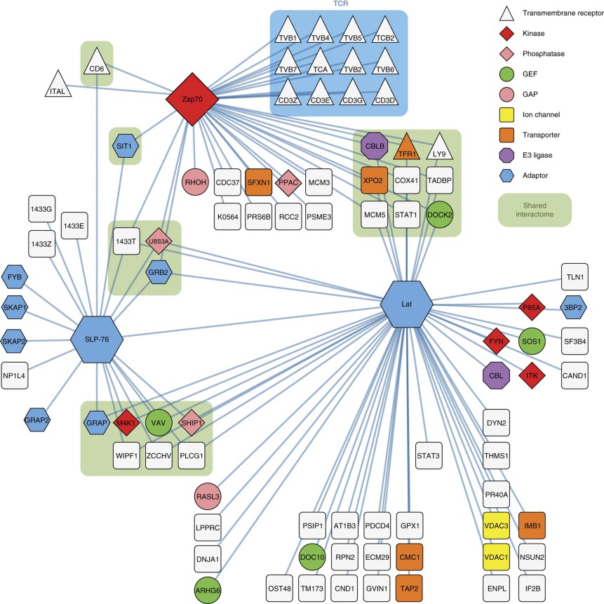 PPIs in the Zap70-Lat-SLP-76 interaction network.