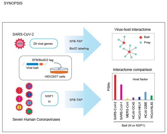 Building a host-virus PPIs network.