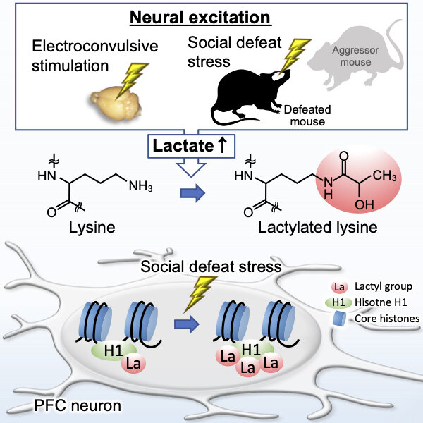 Fig.1 Schematic of Acetylation