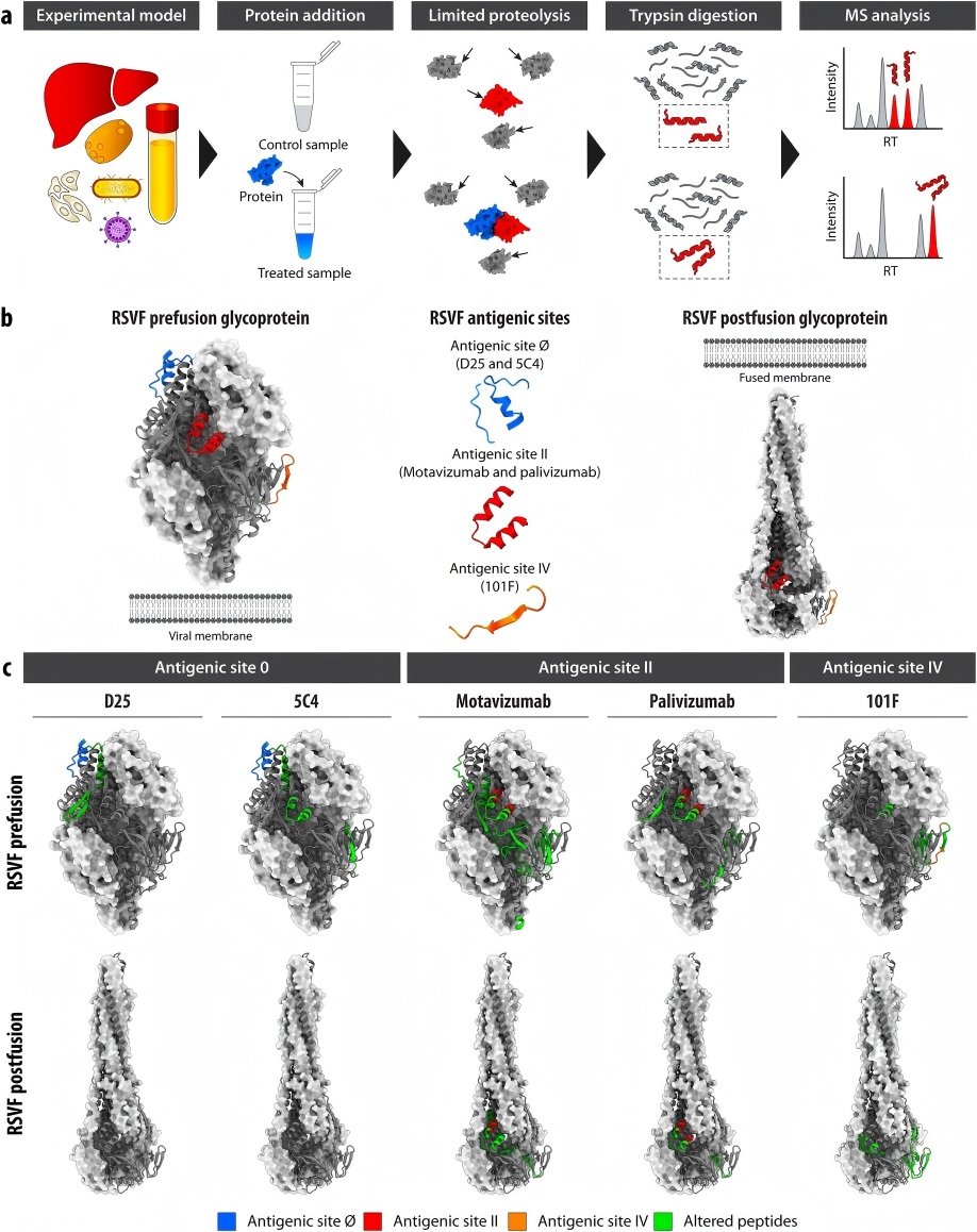 LiP-MS detects PPIs.