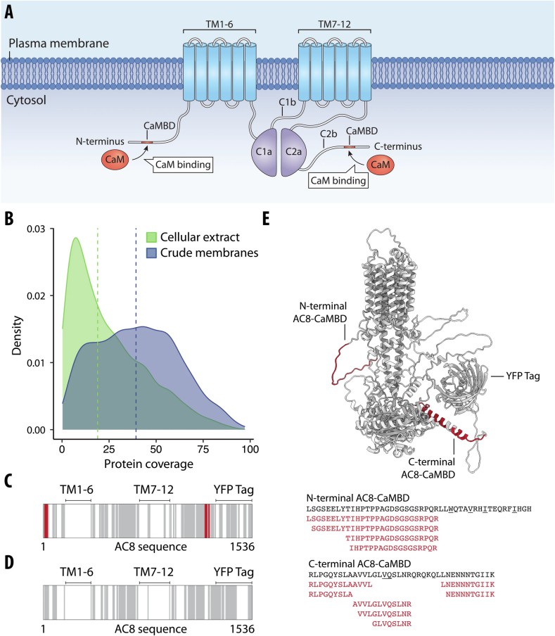 LiP-MS detects interactors of integral membrane proteins.