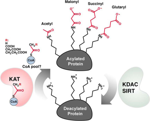 Fig.1 Schematic of malonylation