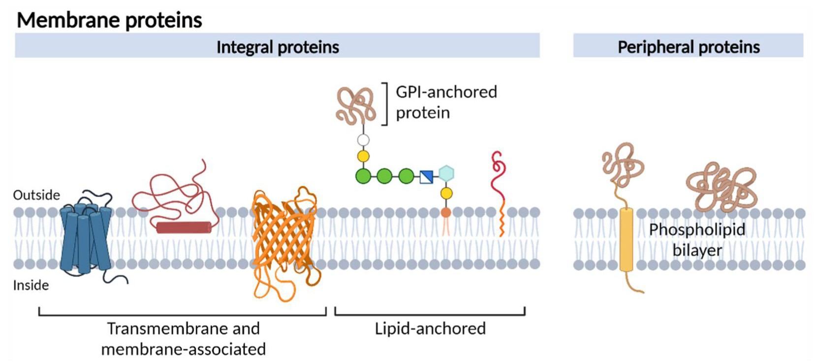Schematic diagram of different types of membrane proteins.