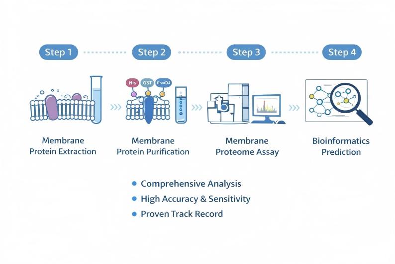 Creative Proteomics' membrane proteins service workflow.