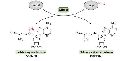 Fig.1 Schematic of methylation