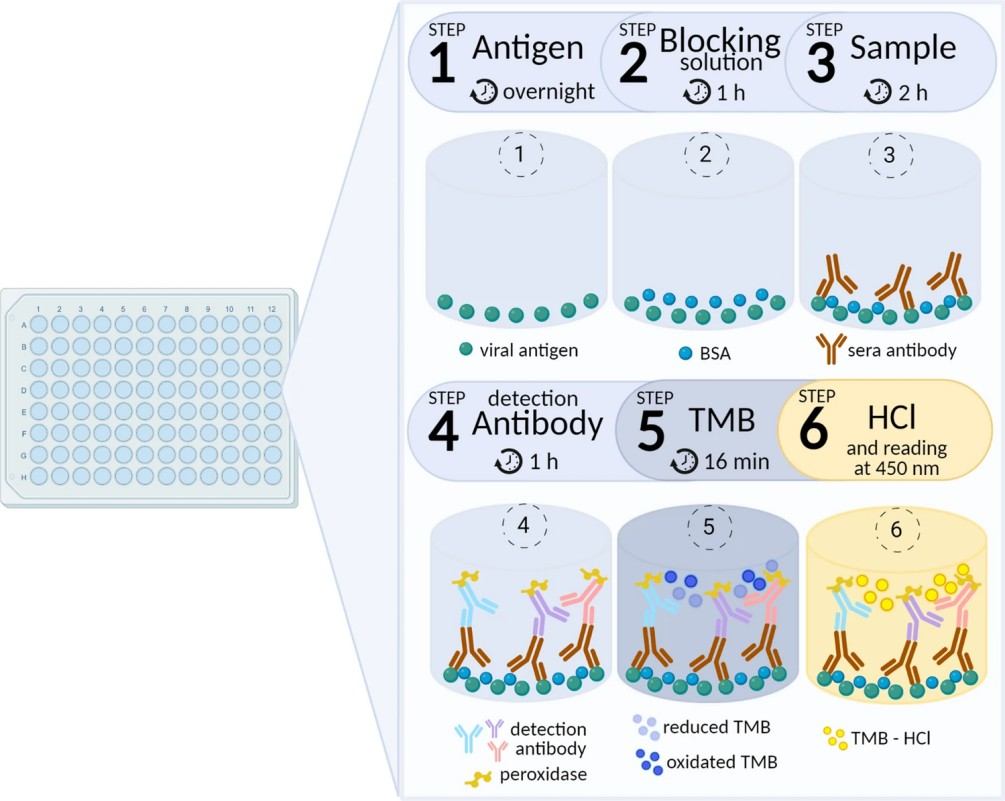 Scheme summarizing the assay steps. 