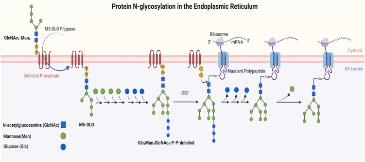 Fig.1 Schematic of N-glycosylation